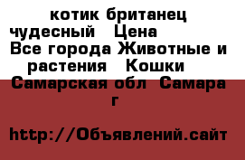 котик британец чудесный › Цена ­ 12 000 - Все города Животные и растения » Кошки   . Самарская обл.,Самара г.